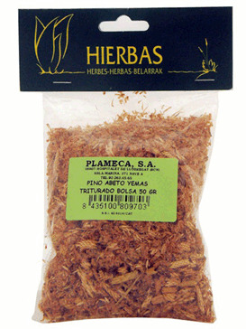 Bourgeons de pin d'&eacute;pic&eacute;a &eacute;cras&eacute;s